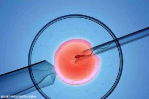胚胎实验室